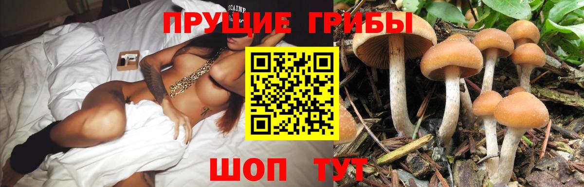 Старый Оскол  Галлюциногенные грибы Psilocybe  Галлюциногенные грибы Psilocybe  Вход с VPN 